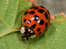 Harmonia axyridis