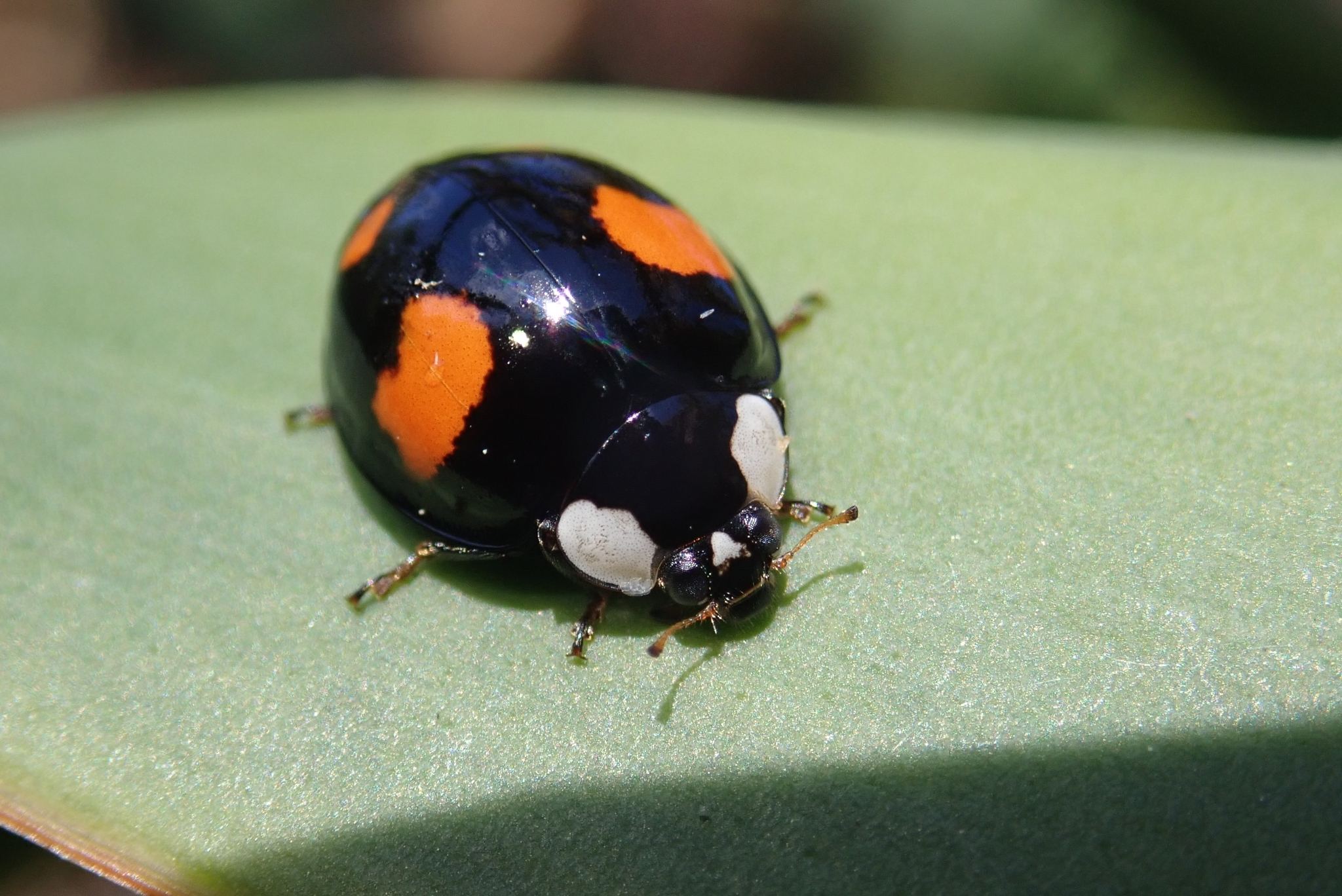 Harmonia axyridis