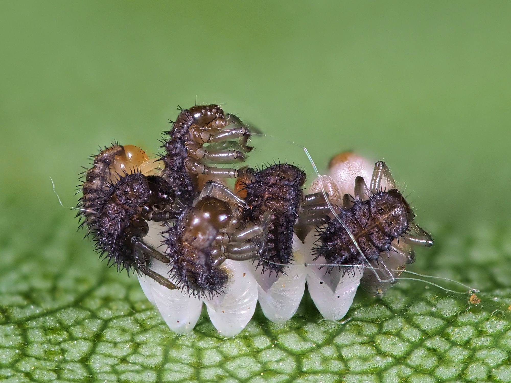 Harmonia axyridis