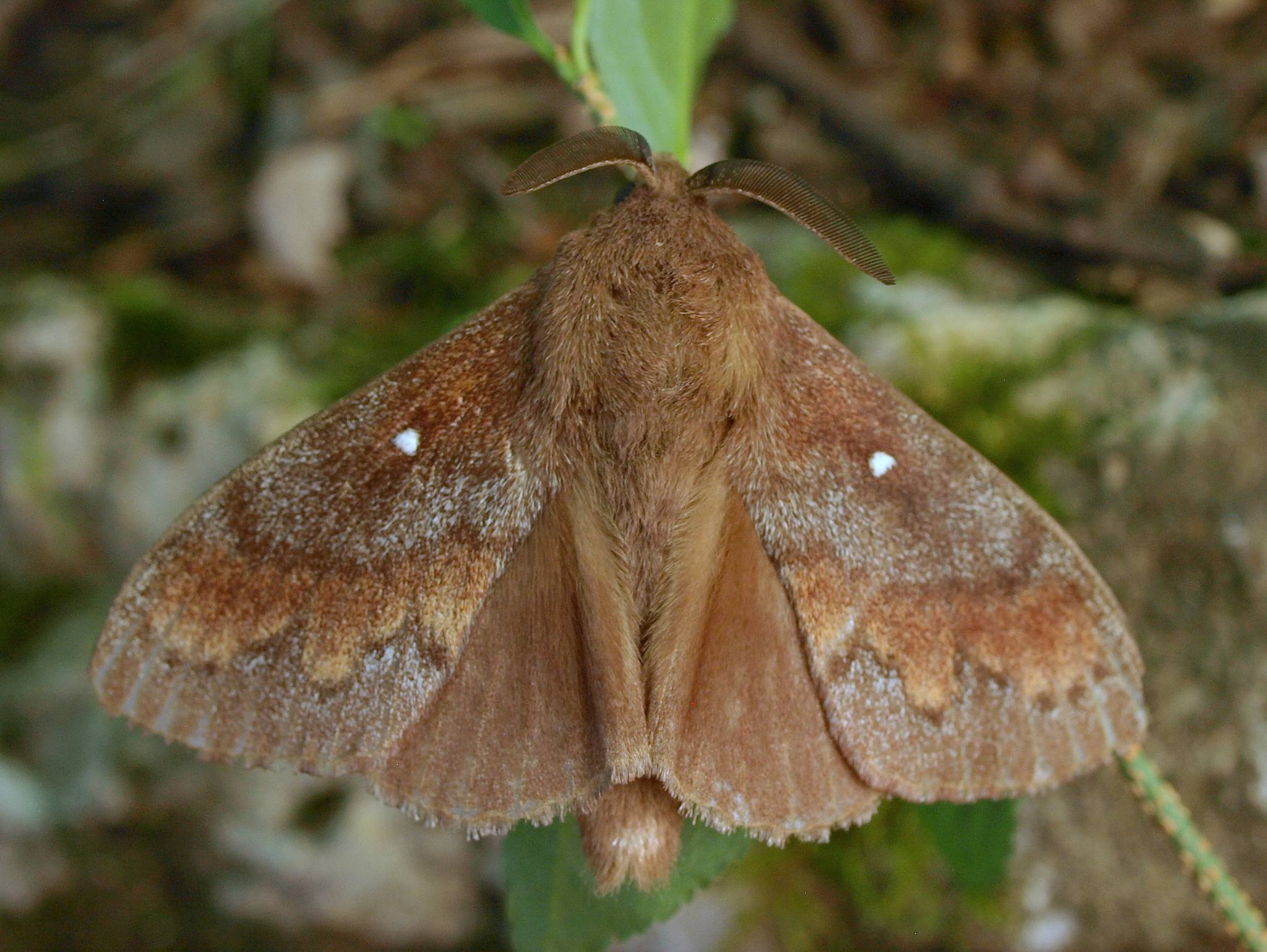 Dendrolimus pini