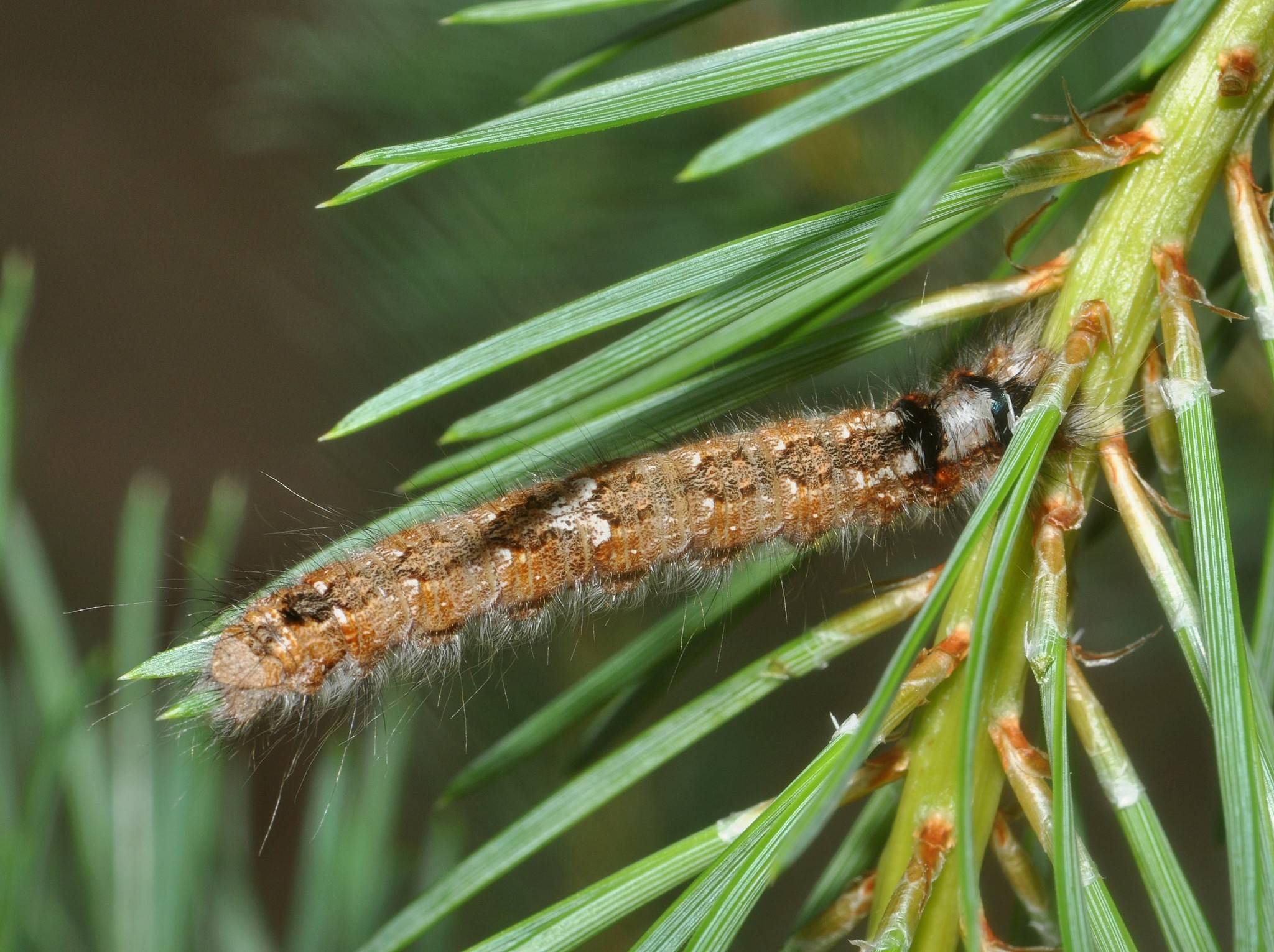 Dendrolimus pini