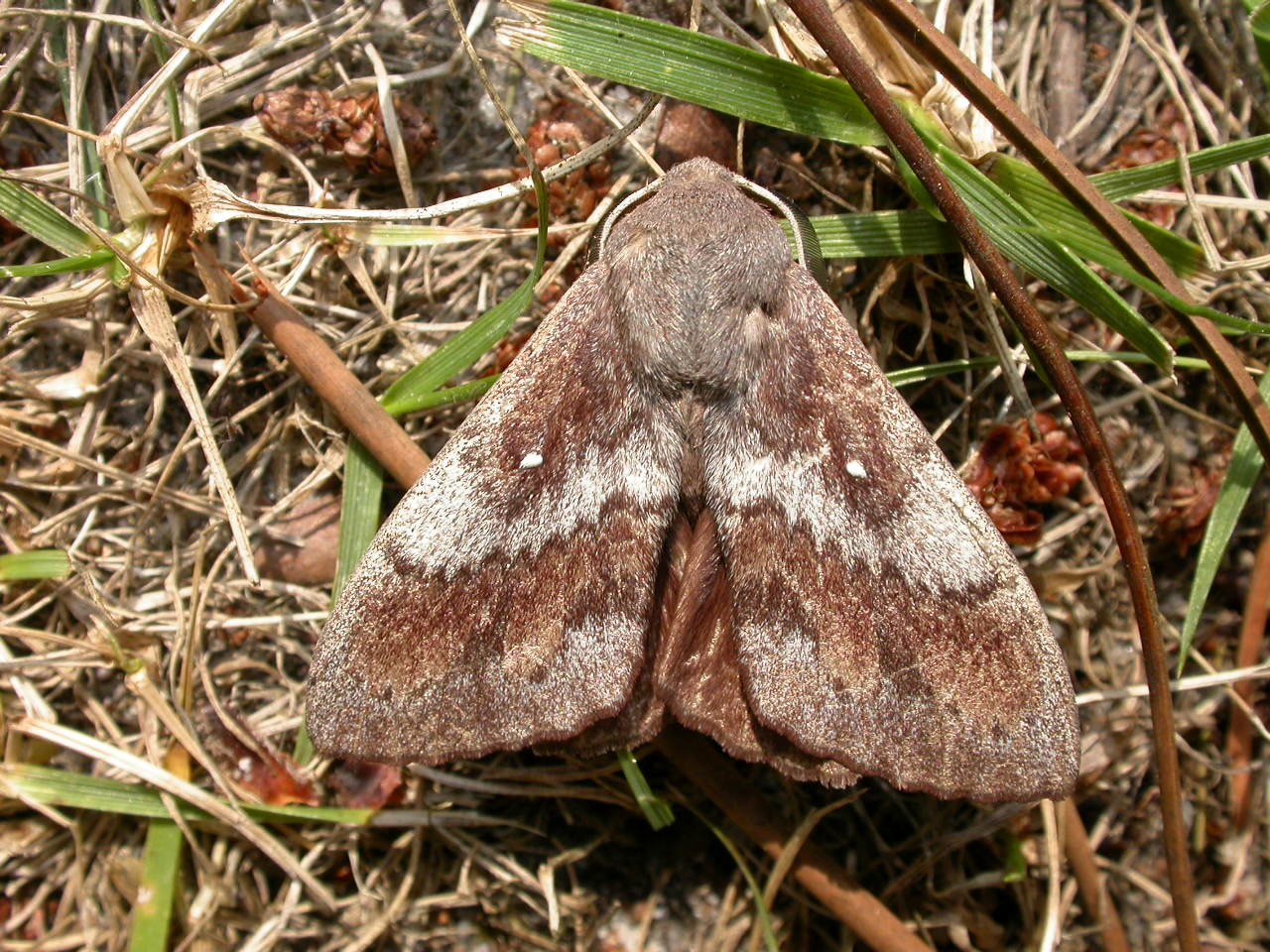 Dendrolimus pini