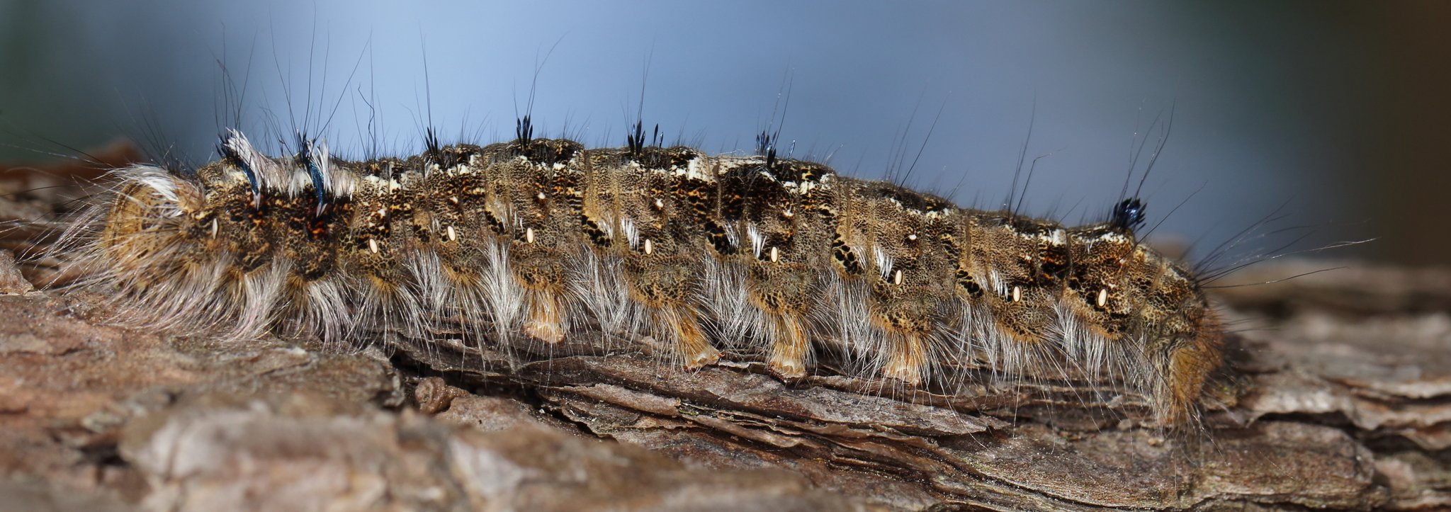 Dendrolimus pini