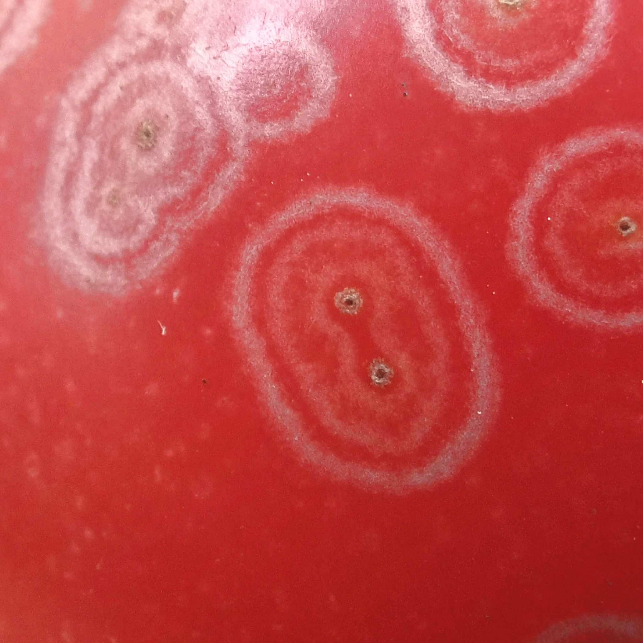 Orthotospovirus tomatomaculae