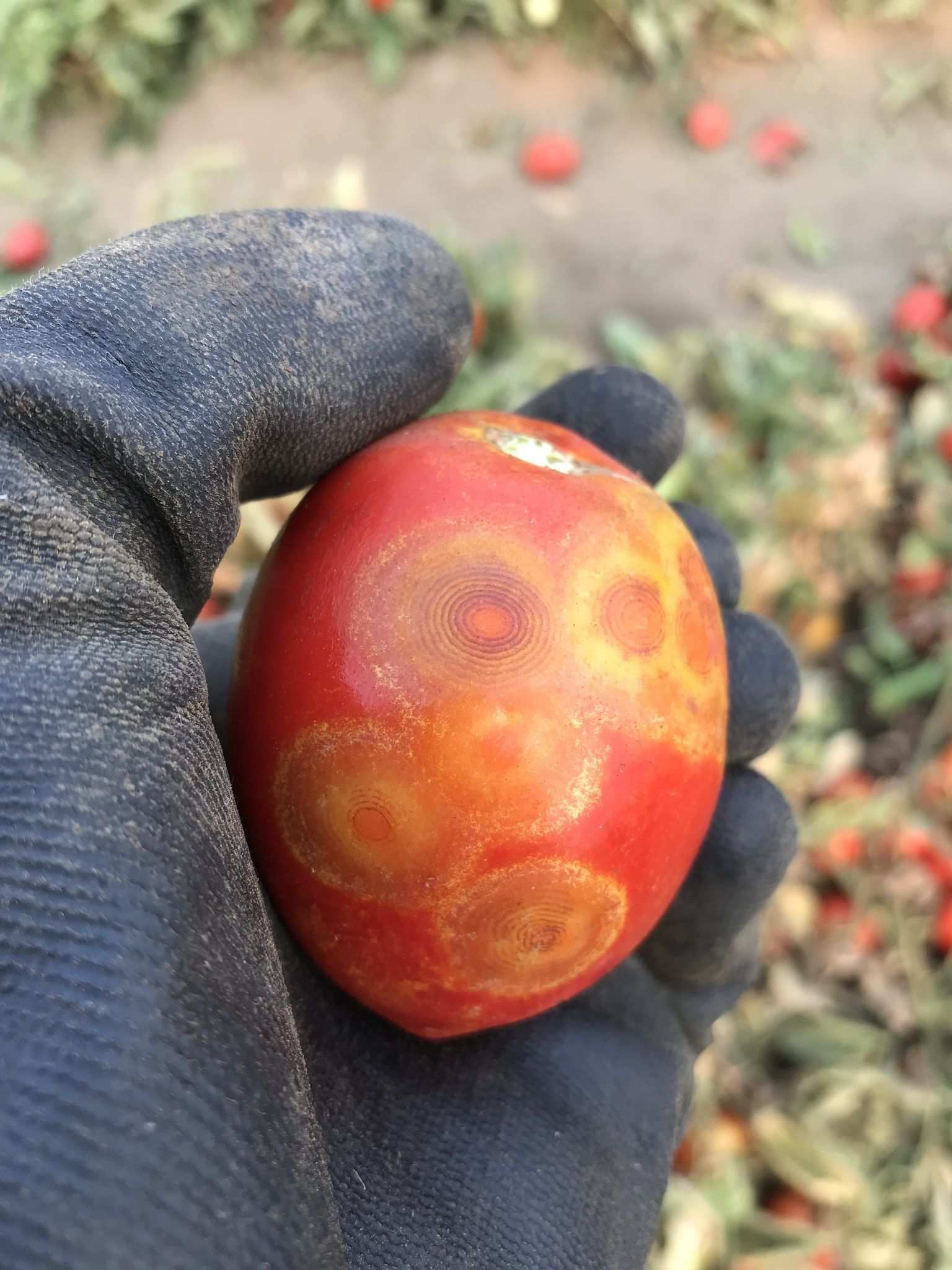 Orthotospovirus tomatomaculae