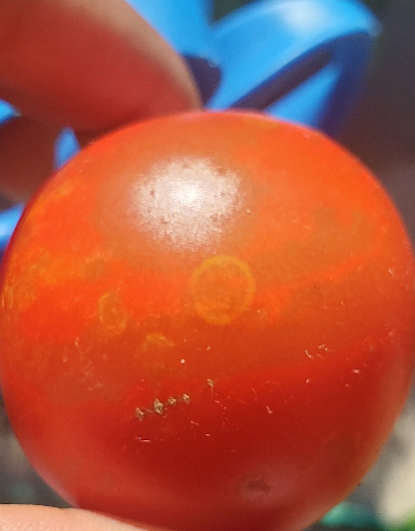 Orthotospovirus tomatomaculae