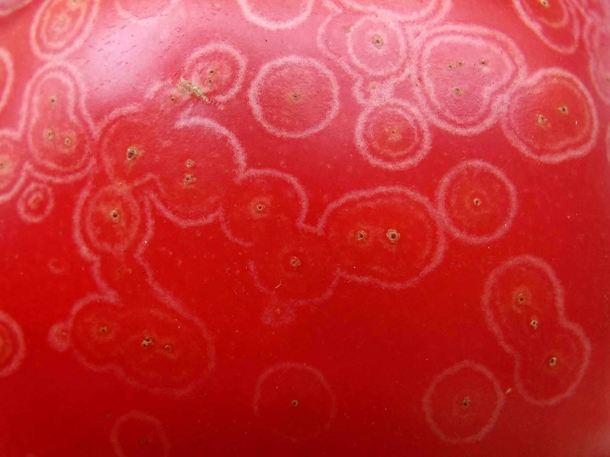 Orthotospovirus tomatomaculae