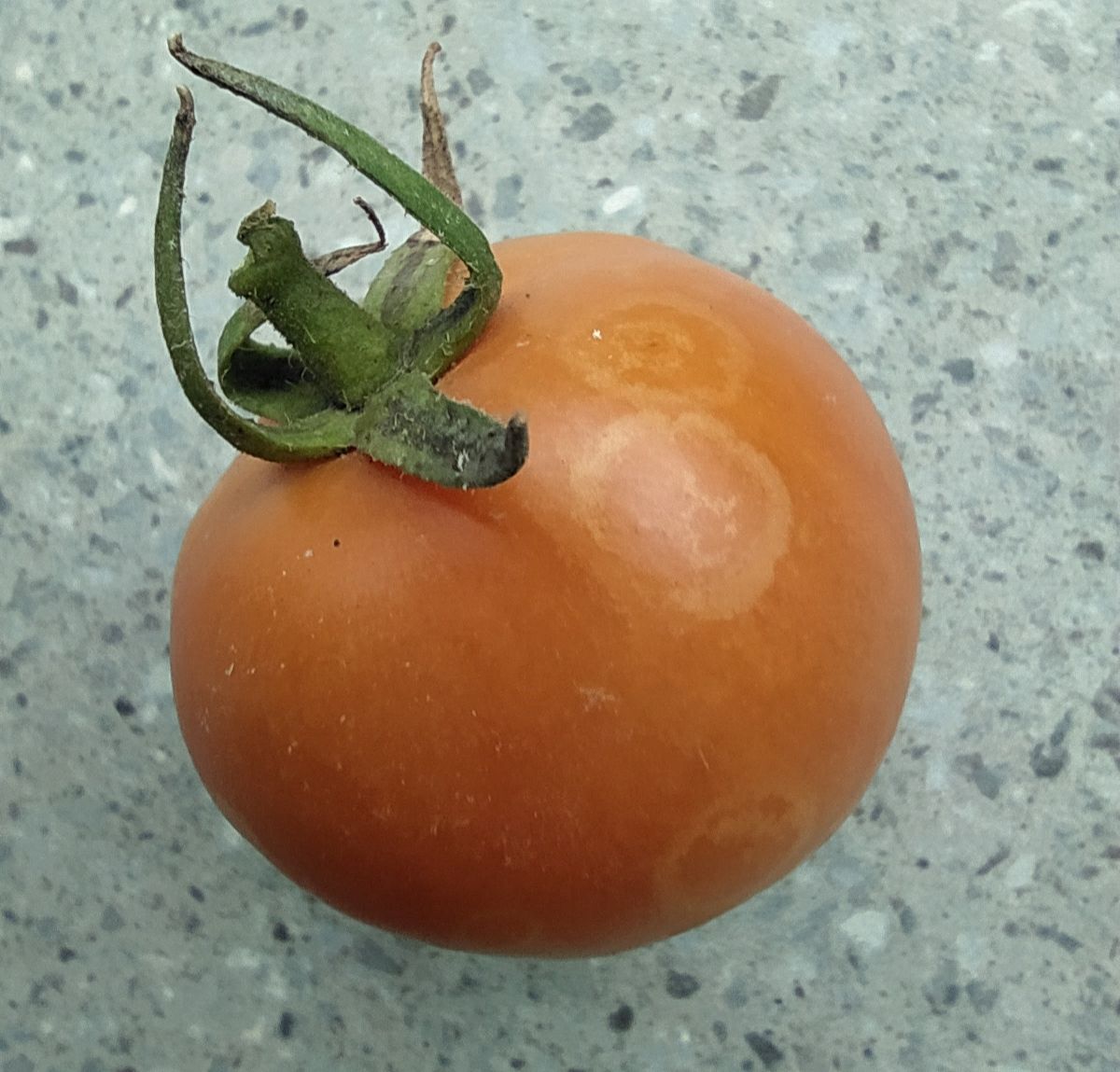 Orthotospovirus tomatomaculae