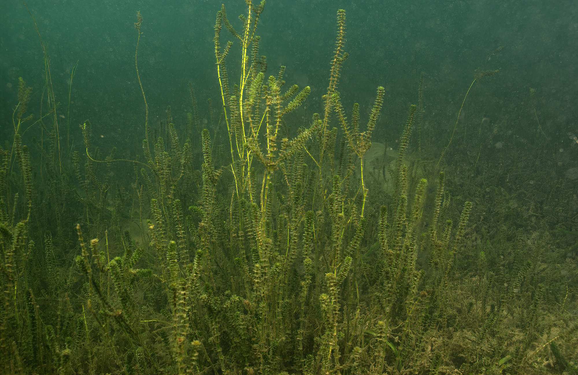 Hydrilla verticillata
