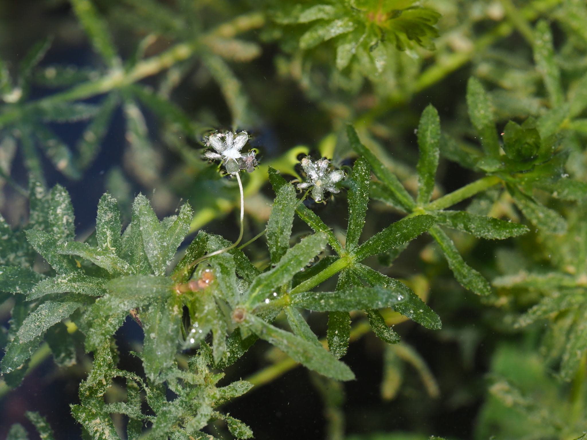 Hydrilla verticillata