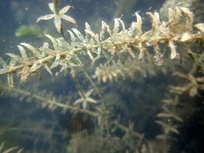 Hydrilla verticillata