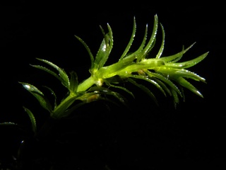 Hydrilla verticillata