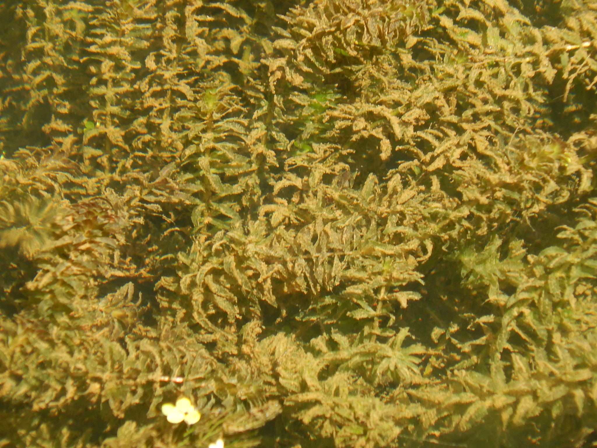 Hydrilla verticillata