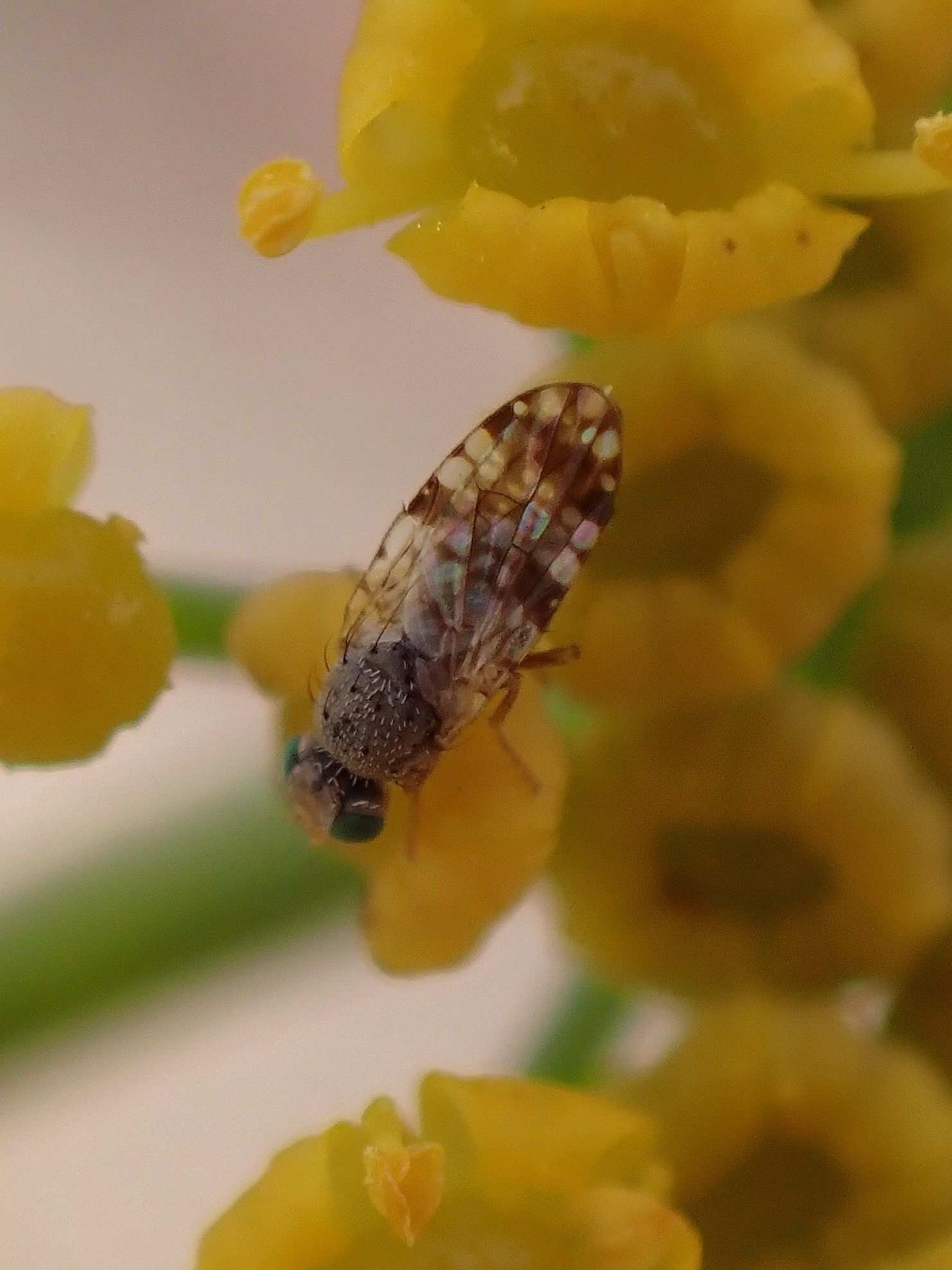 Tephritis luteipes