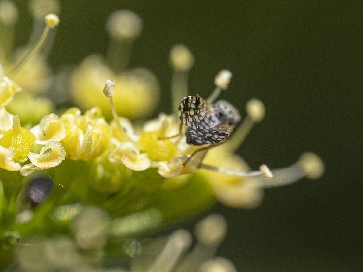 Tephritis luteipes