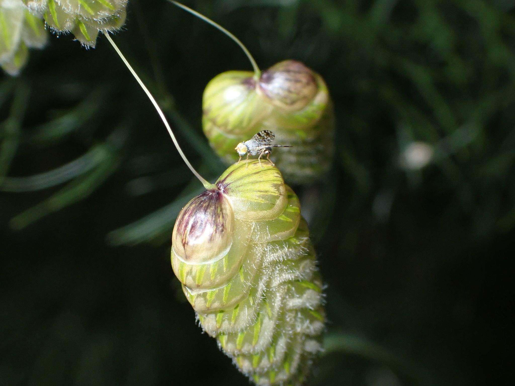 Tephritis luteipes