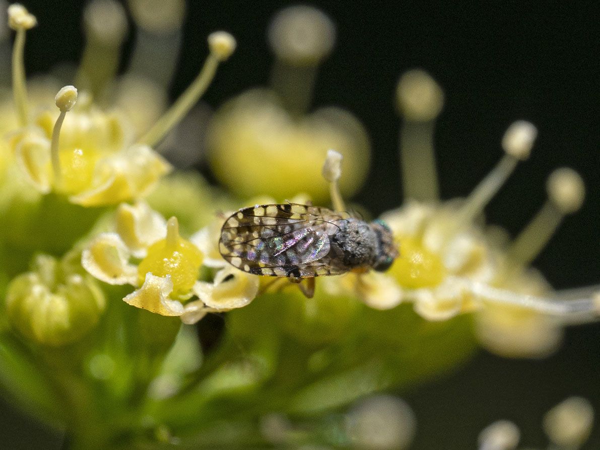Tephritis luteipes