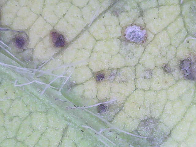 Cercospora sojina