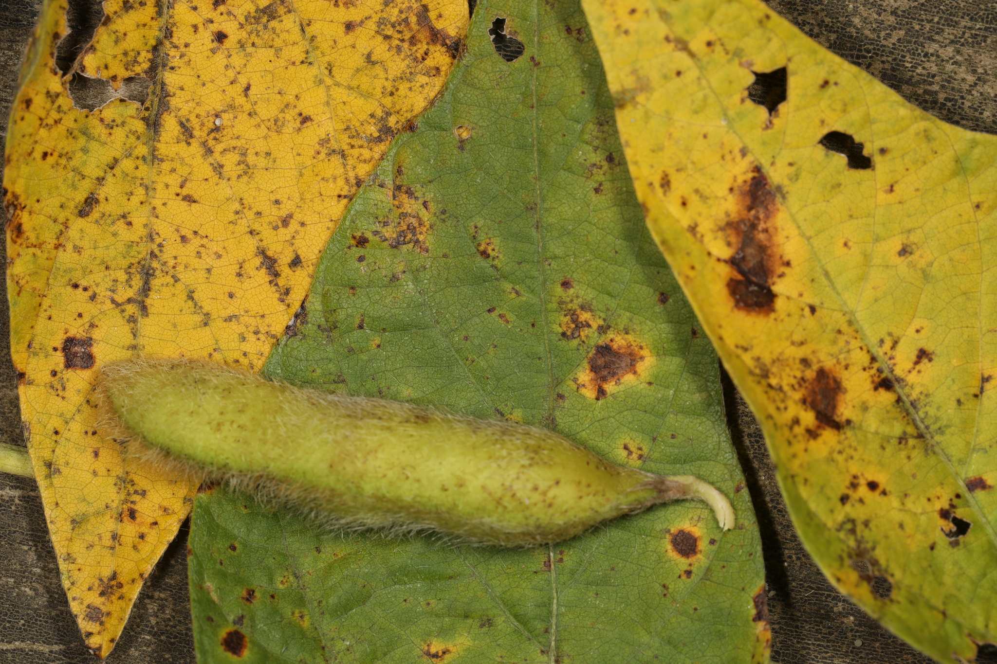 Cercospora sojina