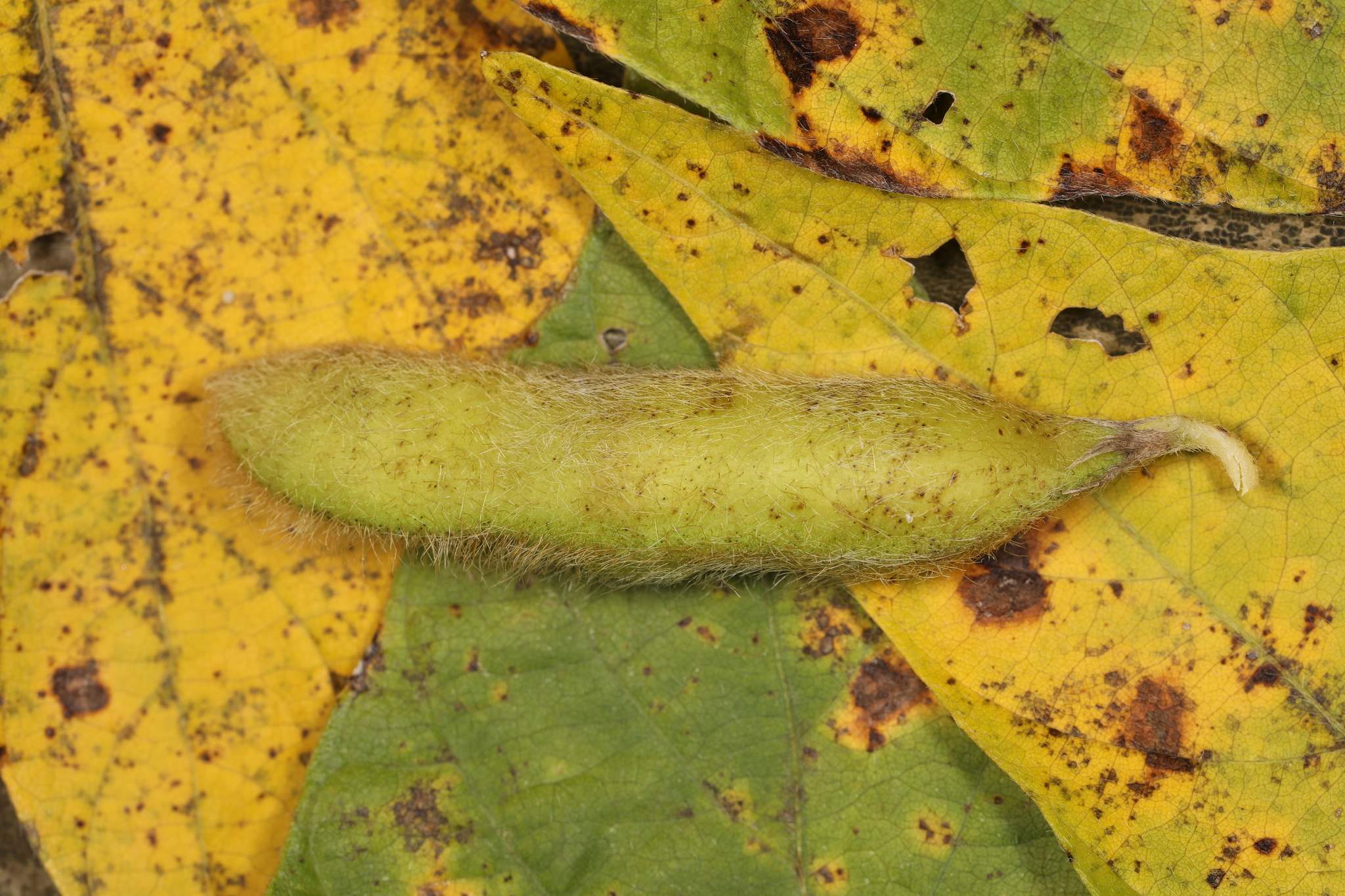 Cercospora sojina