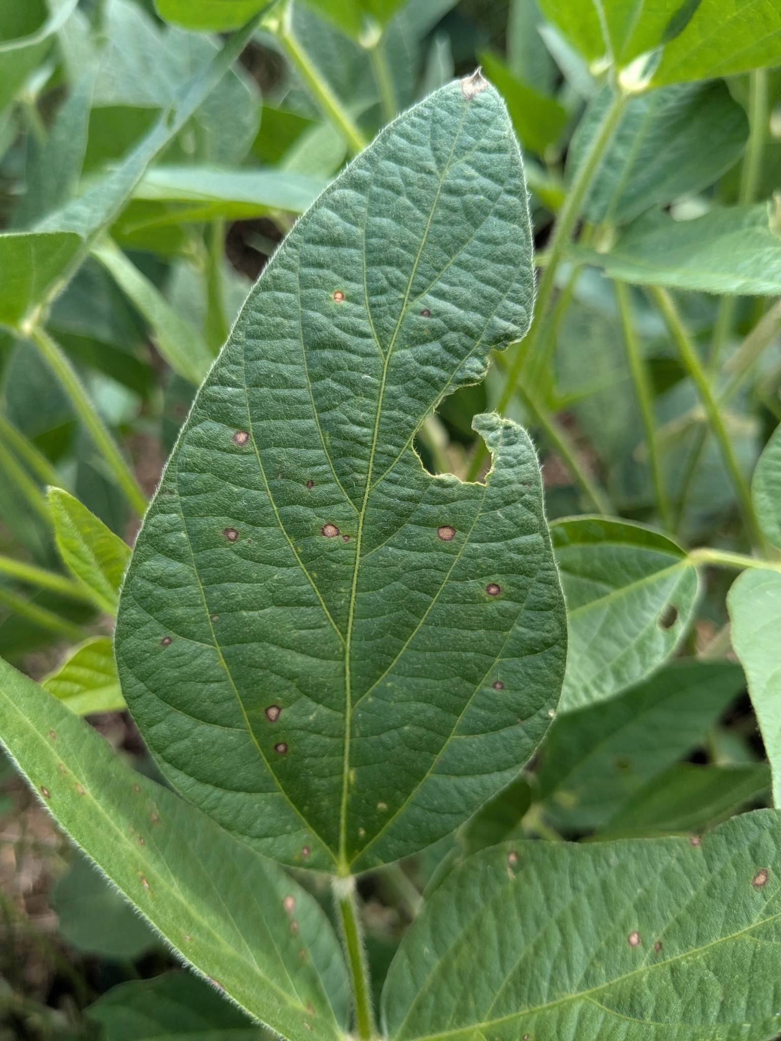 Cercospora sojina