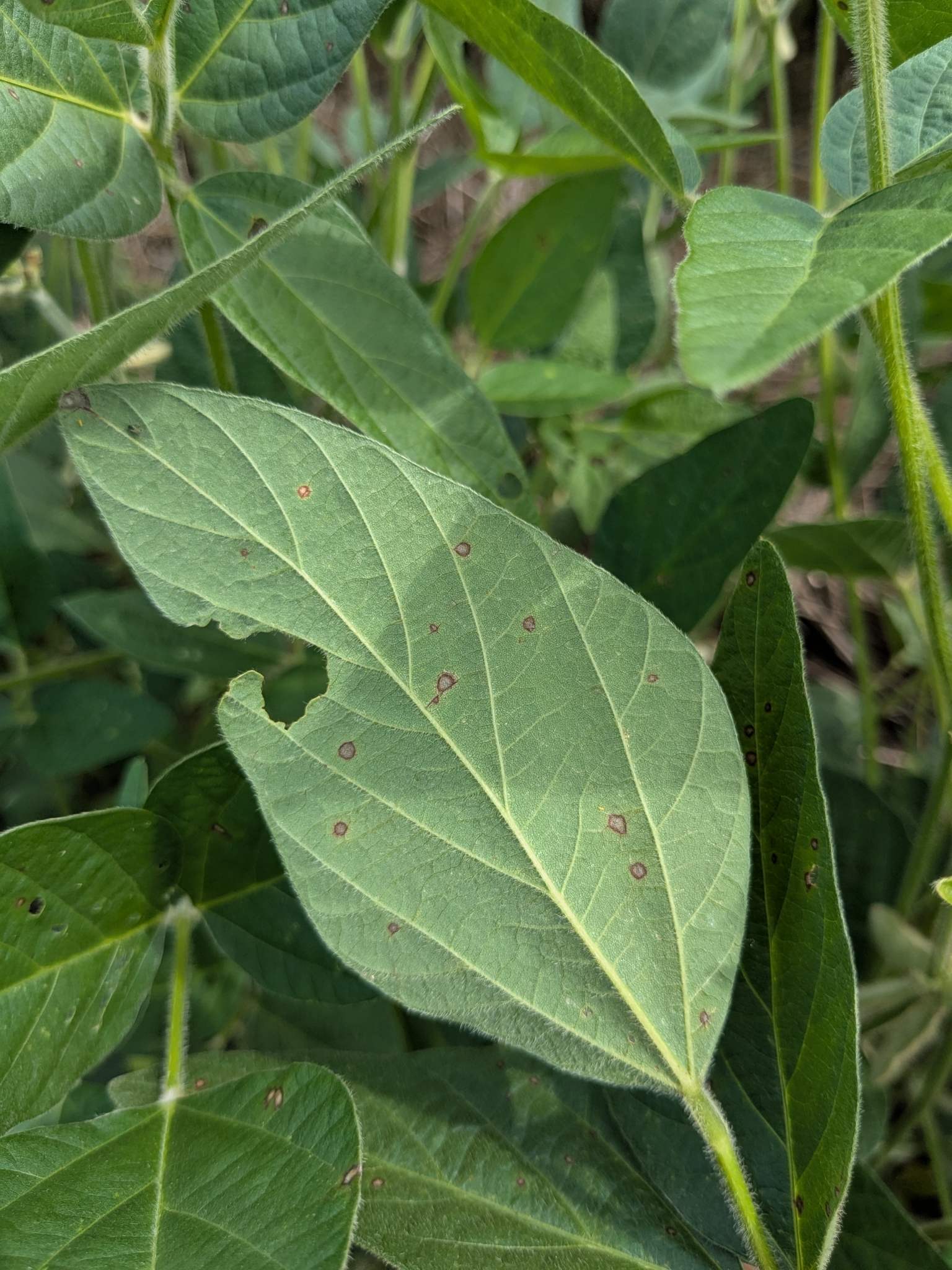 Cercospora sojina