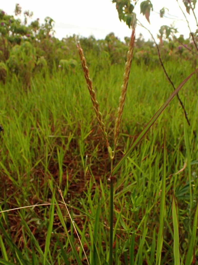 Ischaemum timorense