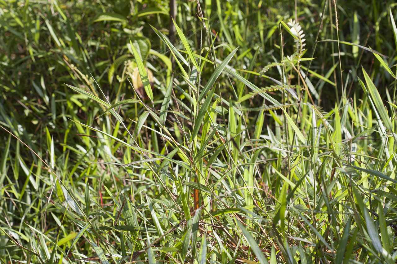 Ischaemum timorense