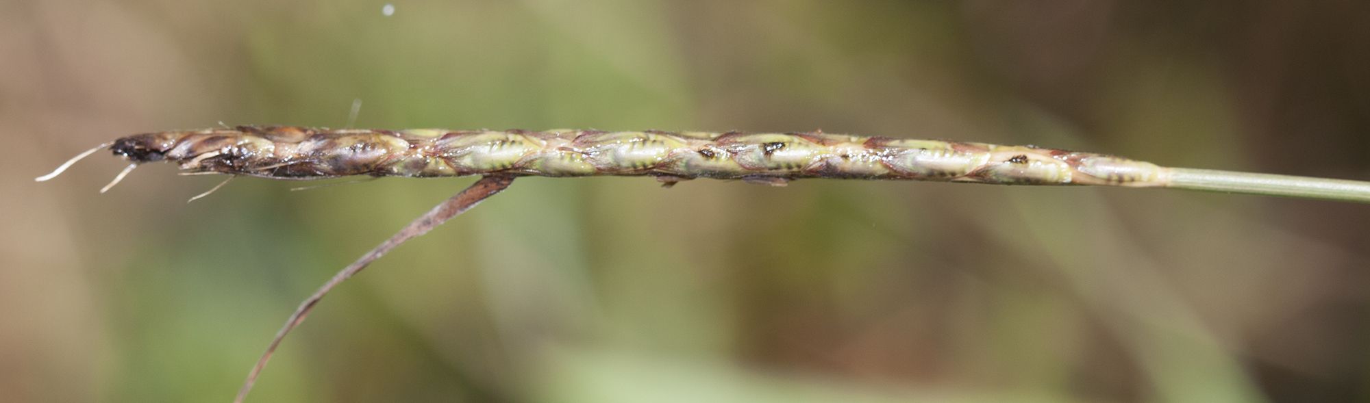 Ischaemum timorense