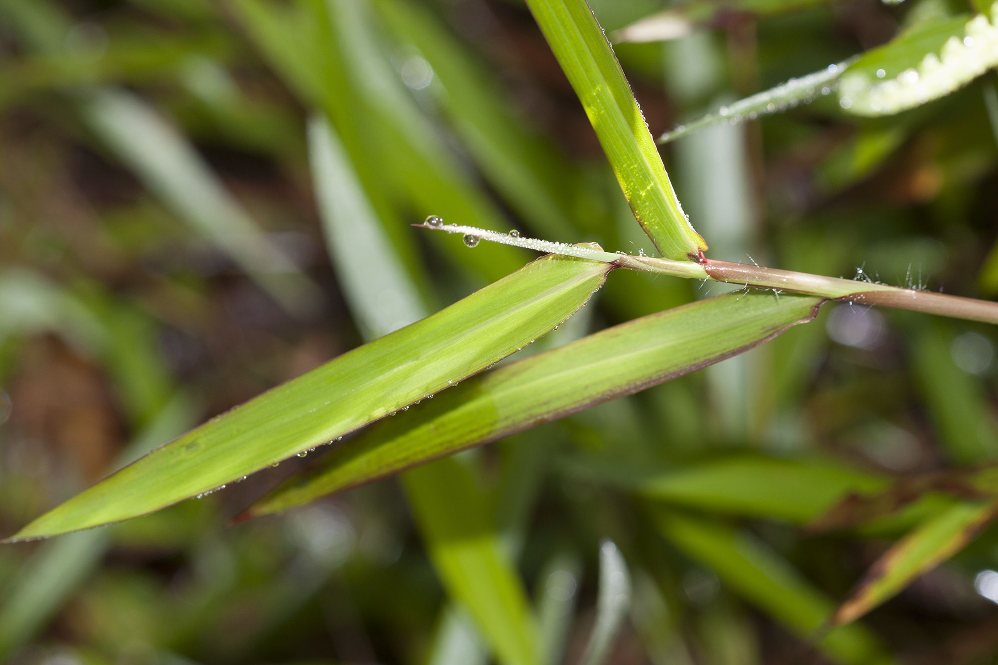 Ischaemum timorense