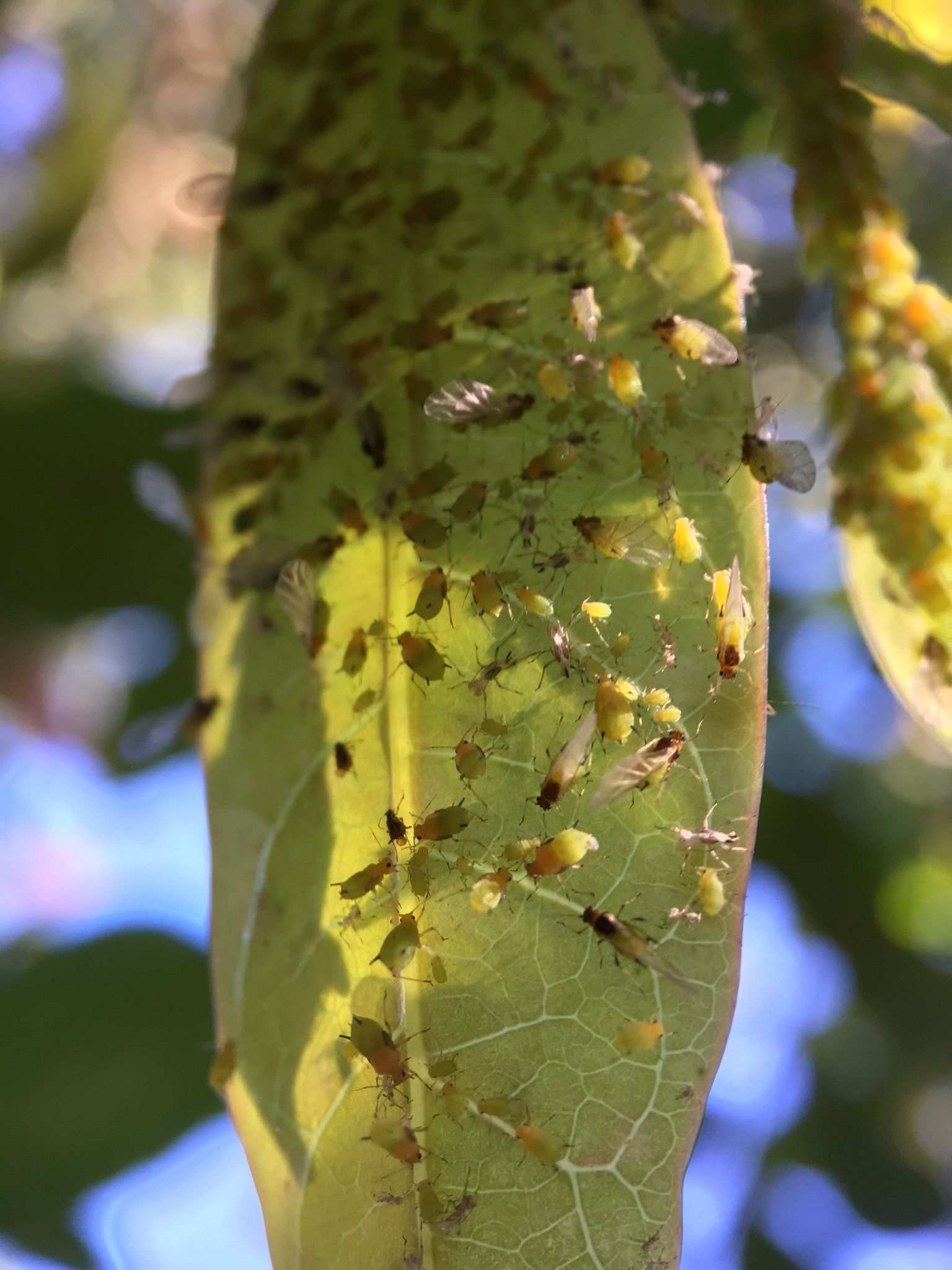 Aphis eugeniae