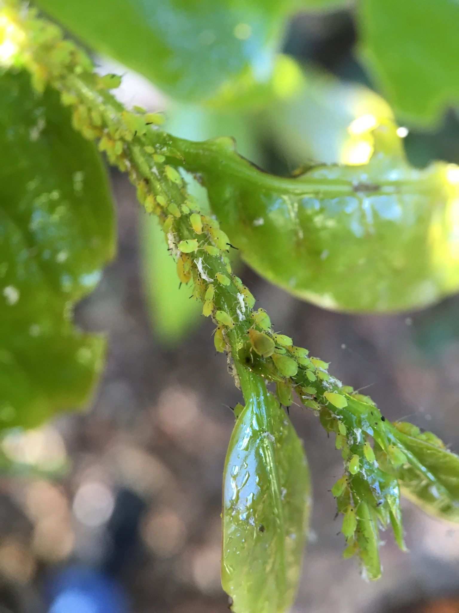 Aphis eugeniae