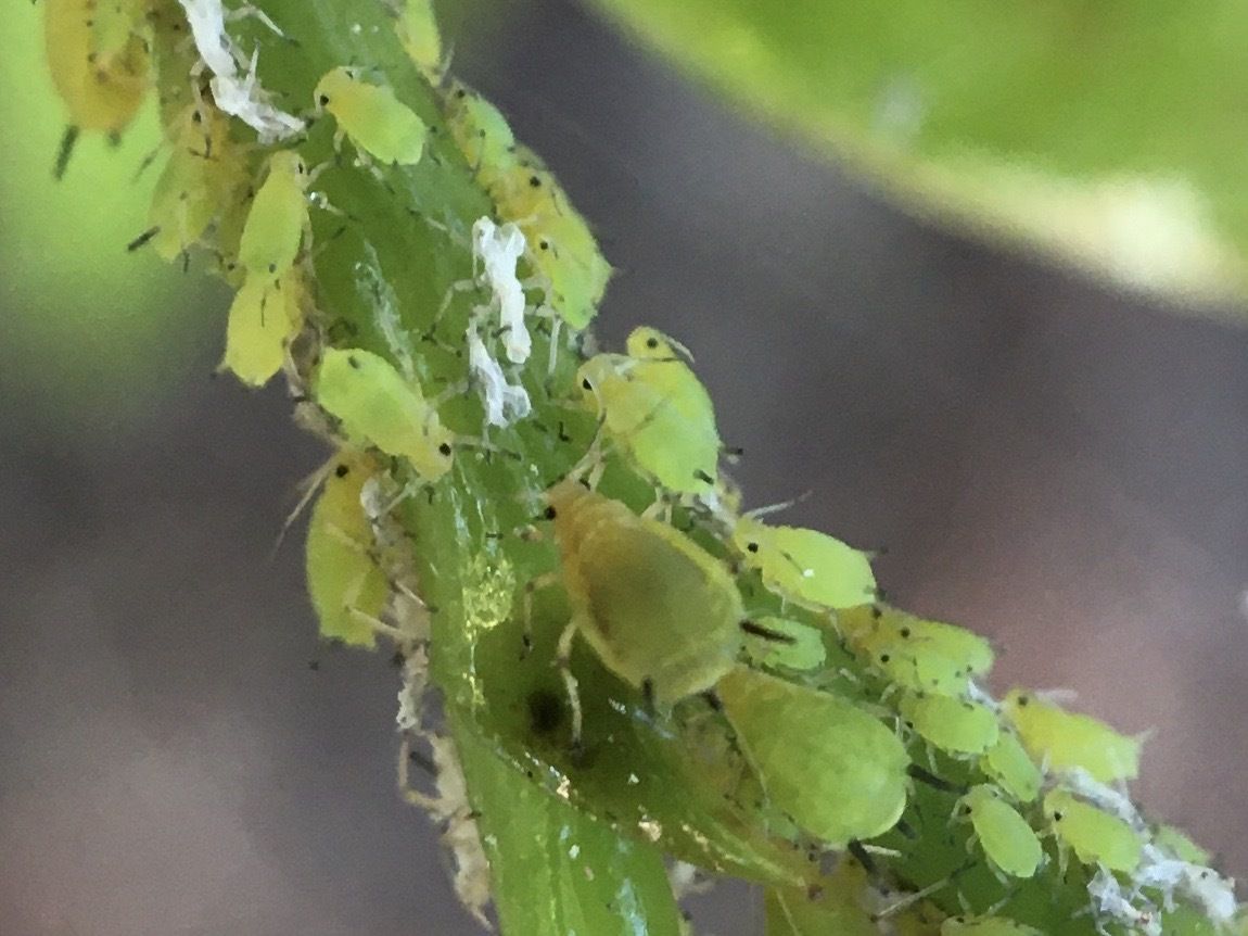 Aphis eugeniae