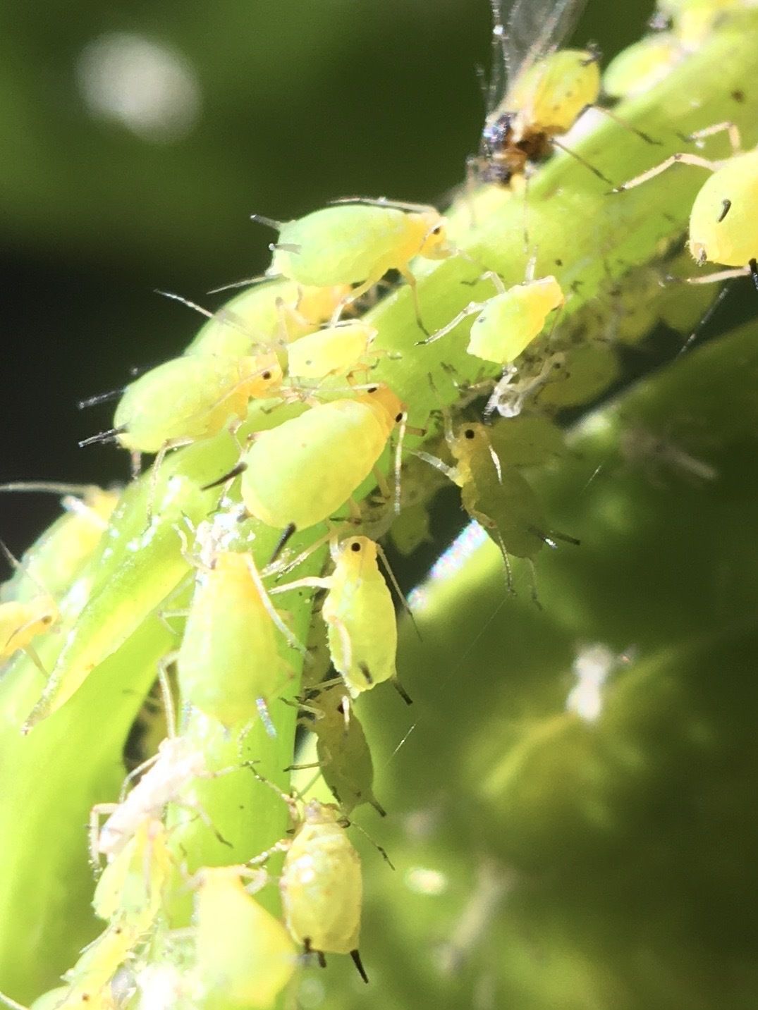 Aphis eugeniae