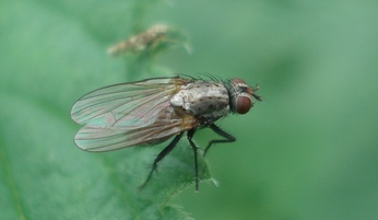 Delia antiqua