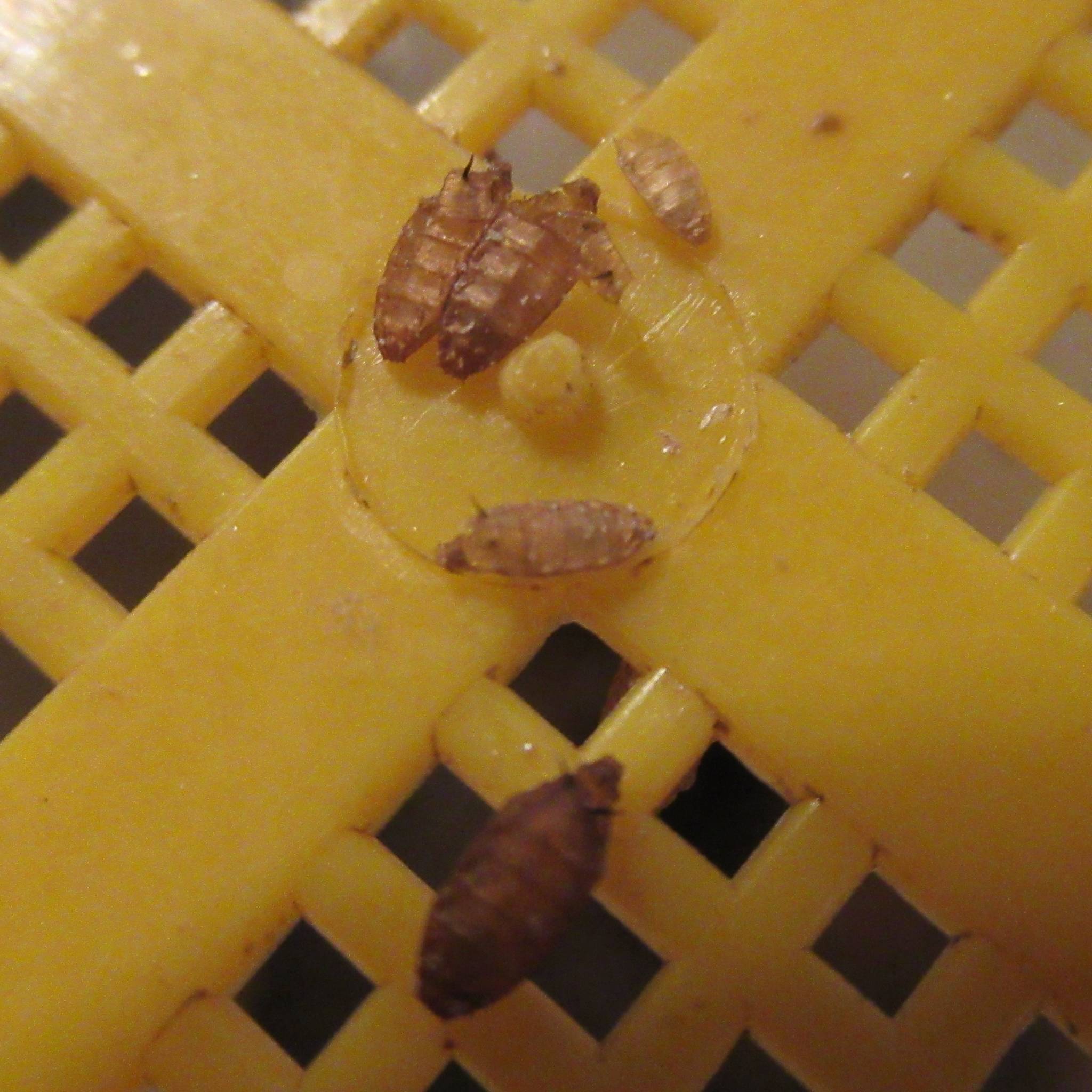 Delia antiqua