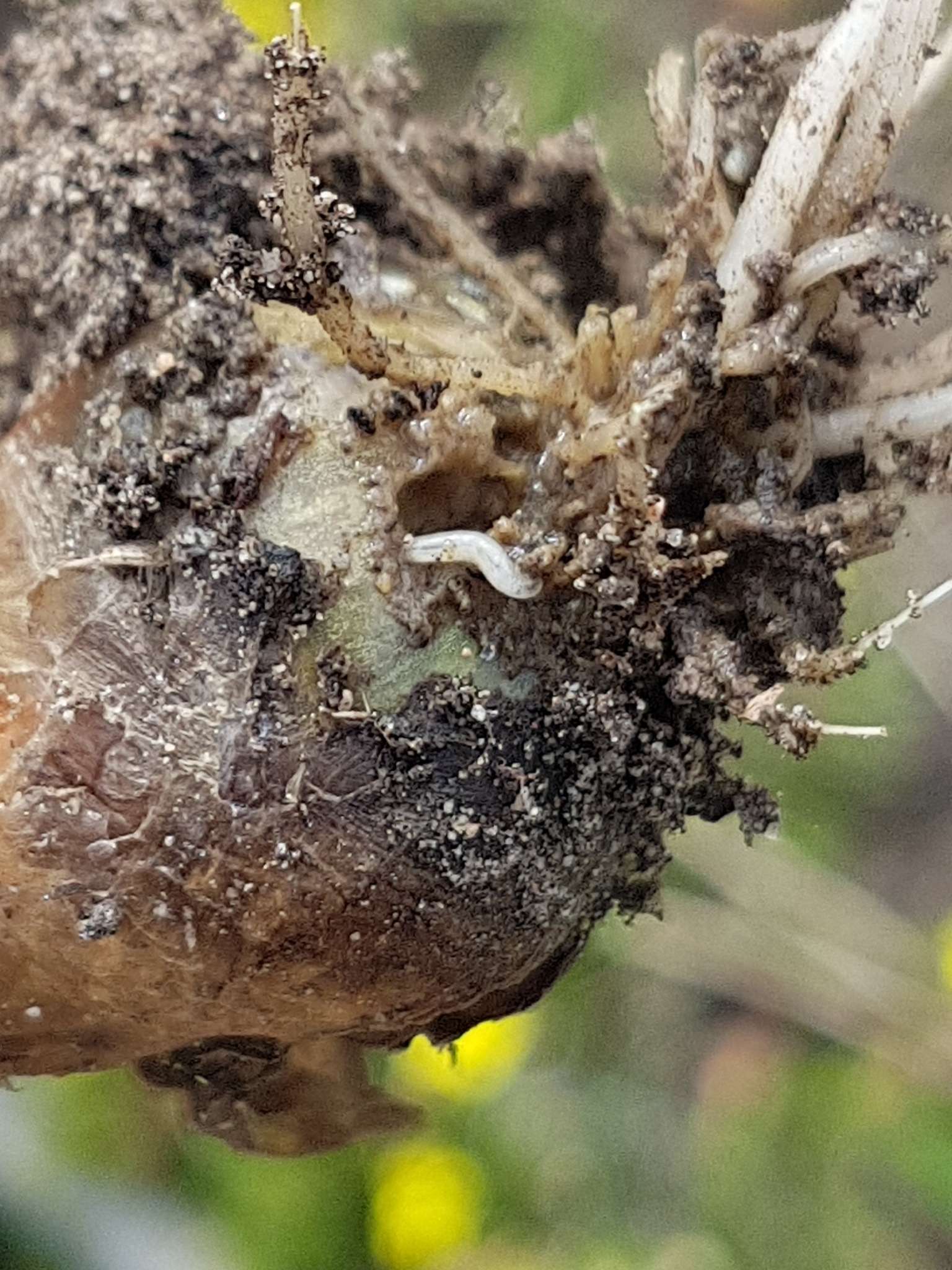 Delia antiqua