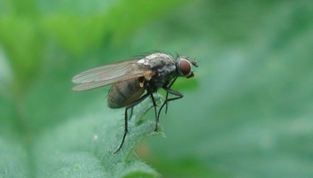 Delia antiqua