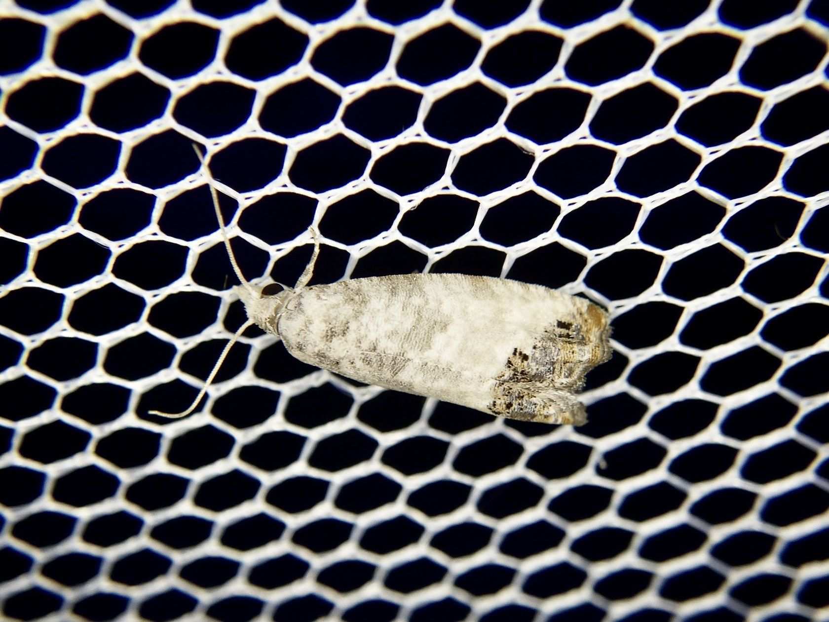 Spilonota albicana