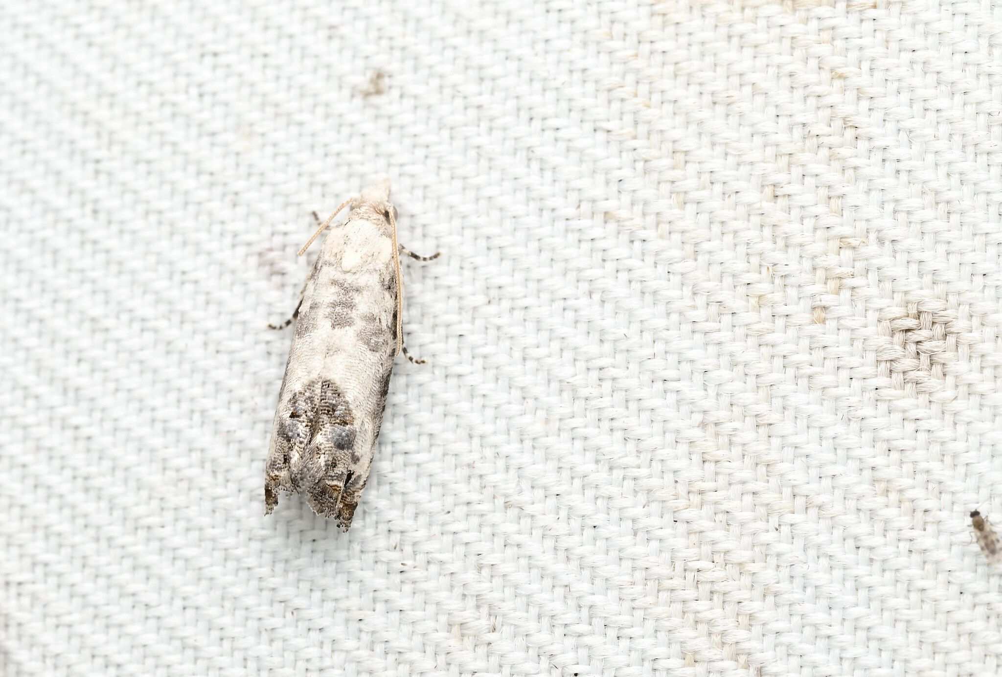 Spilonota albicana
