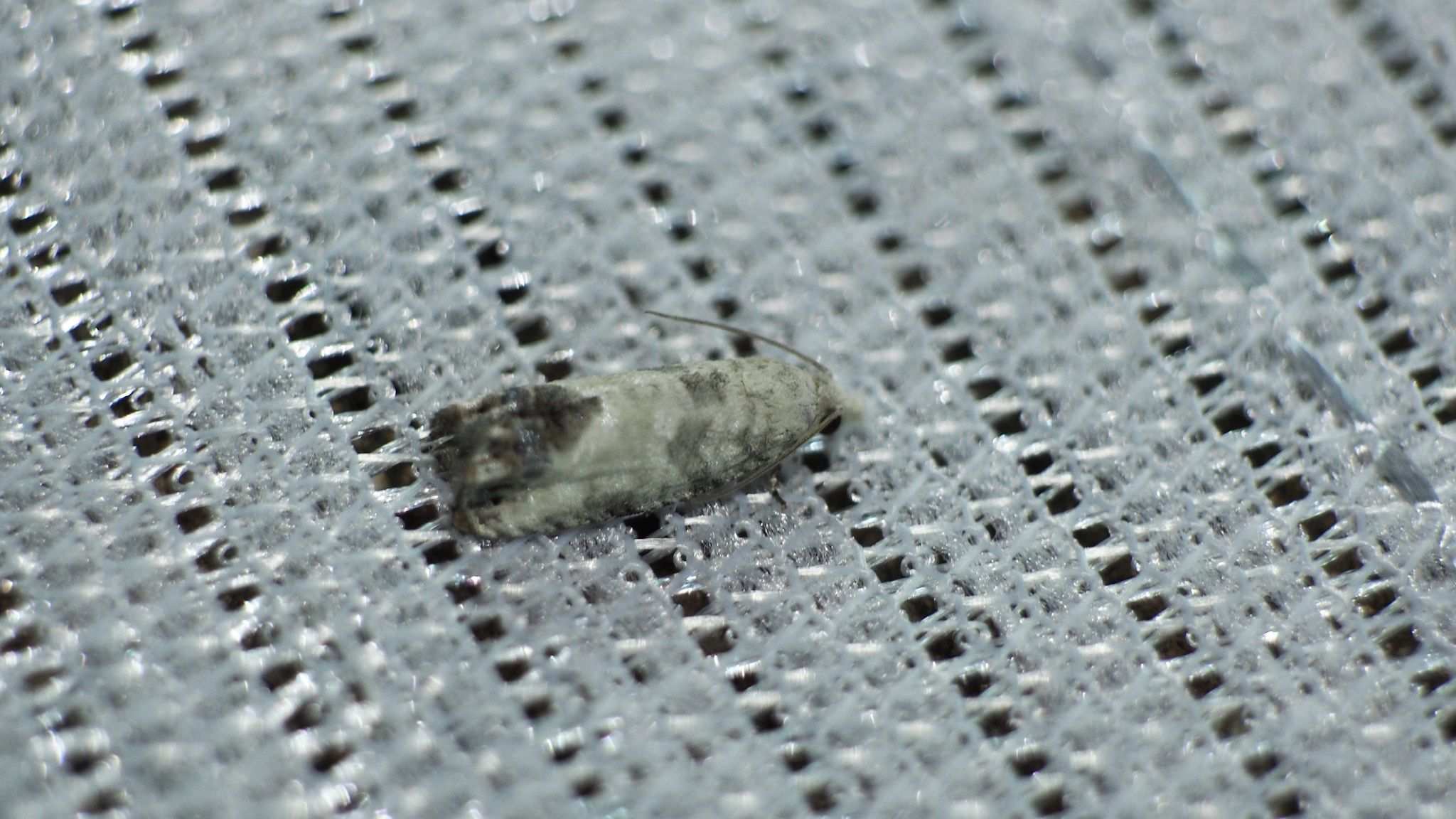 Spilonota albicana
