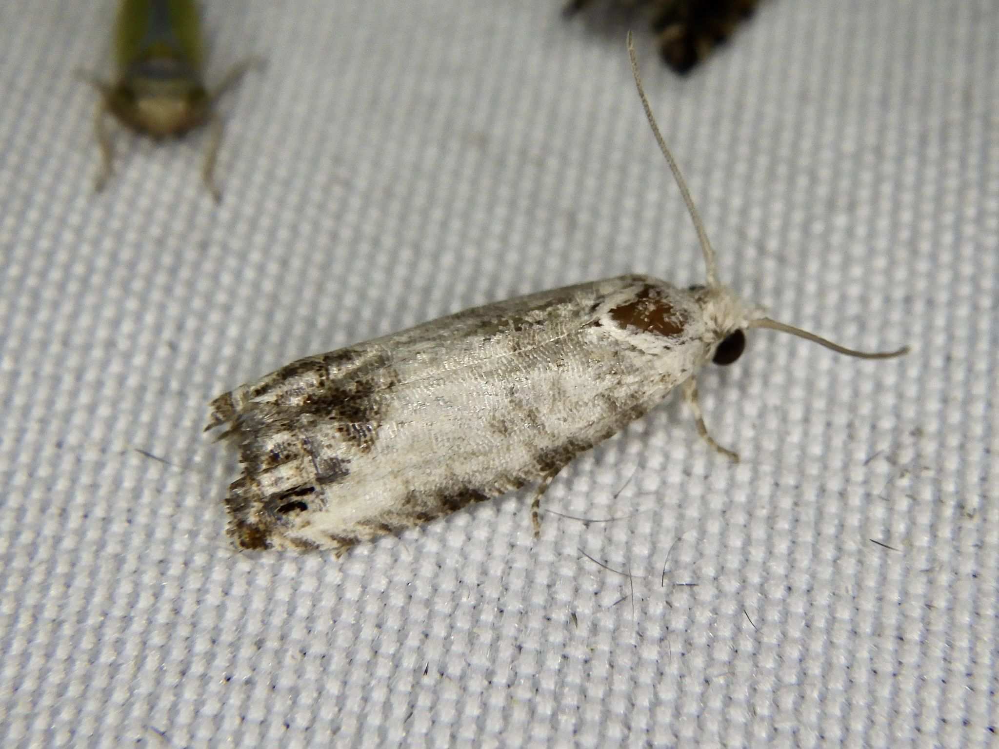 Spilonota albicana