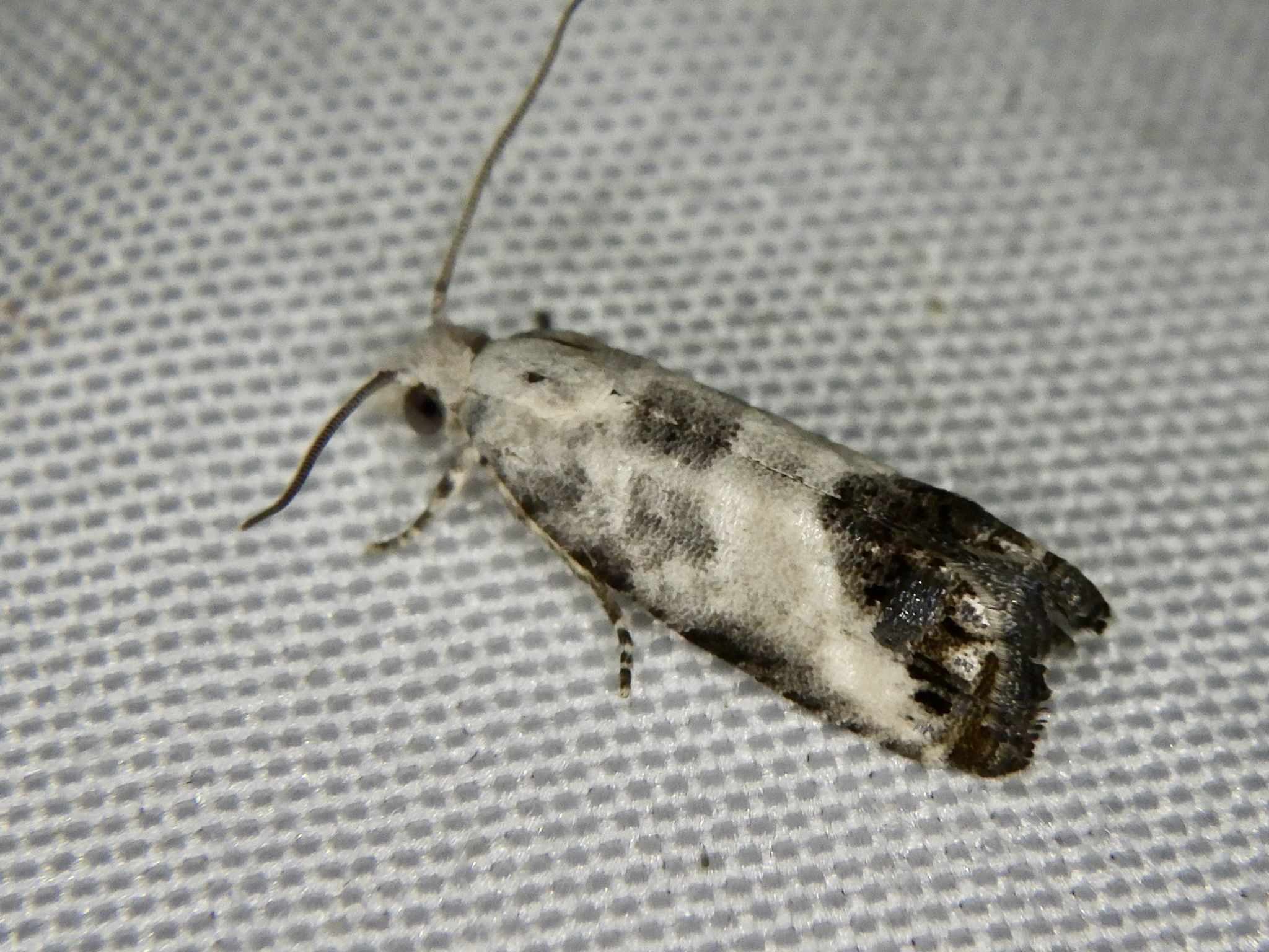 Spilonota albicana