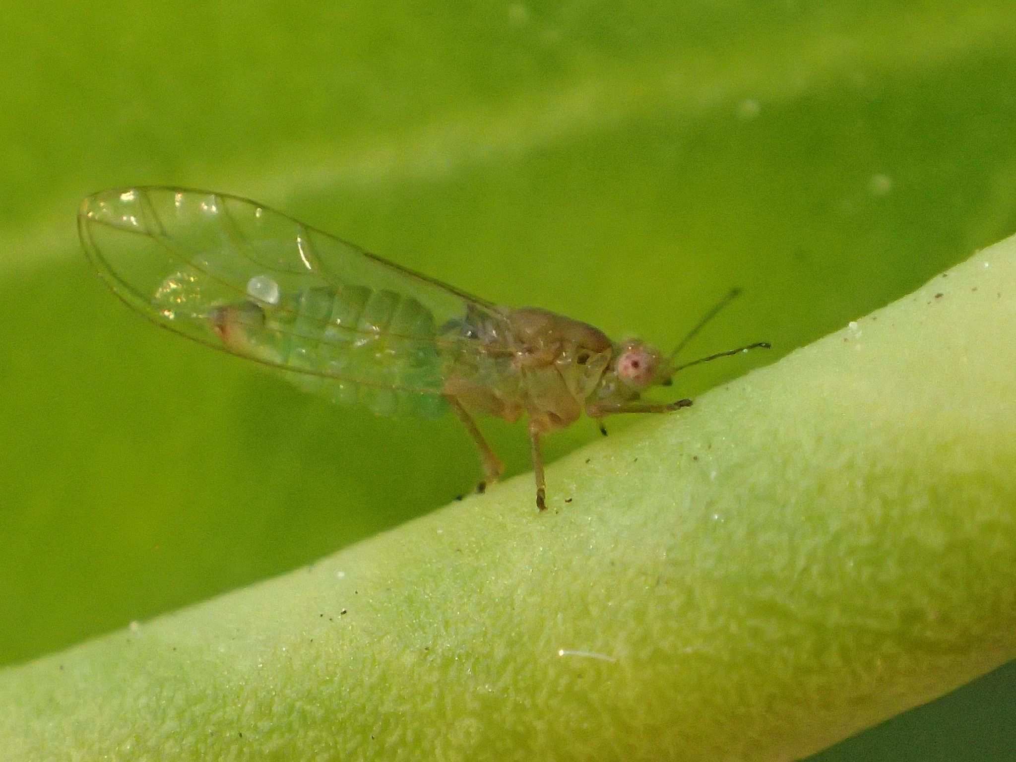 Trioza brevigenae