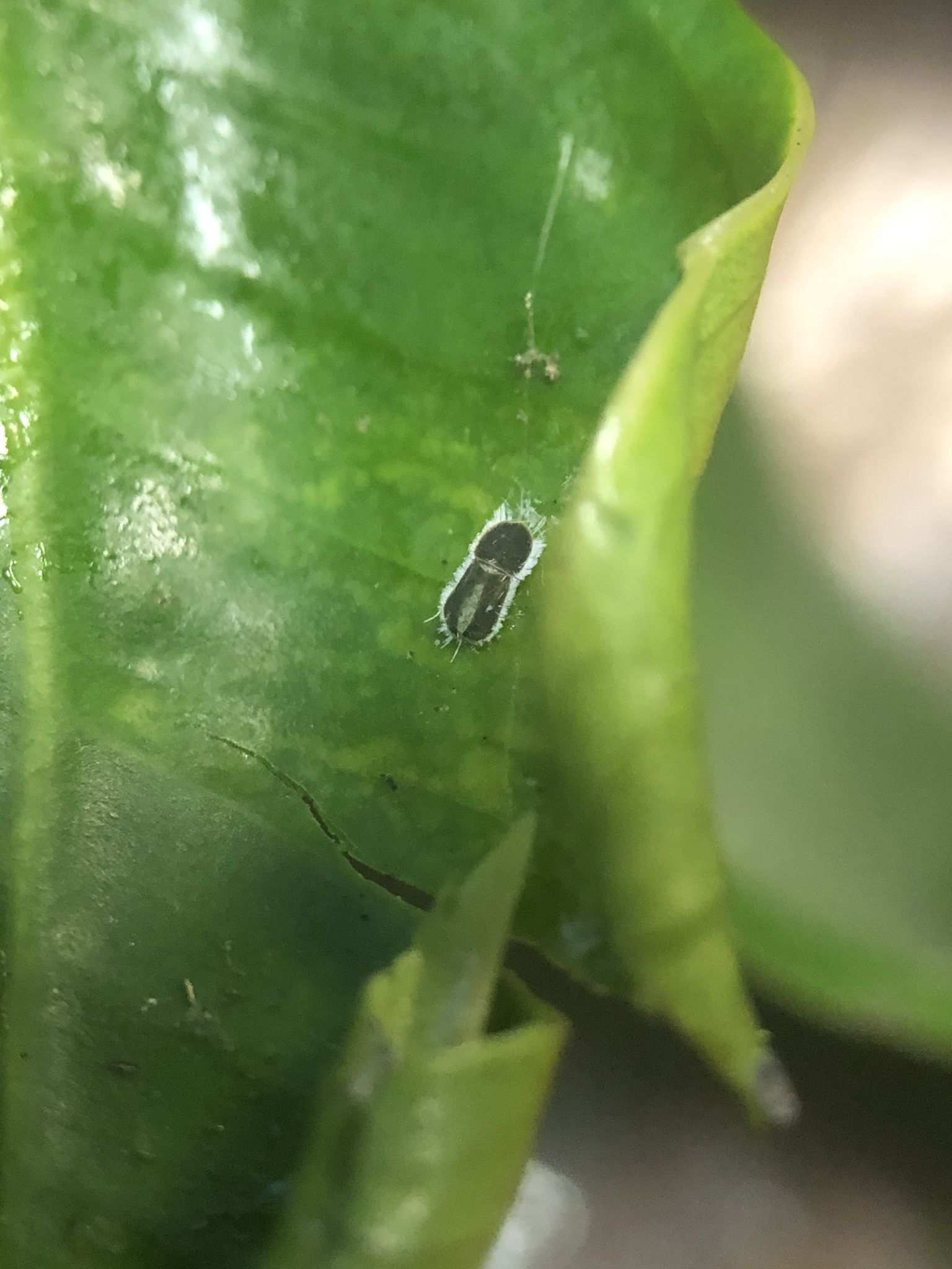 Trioza brevigenae
