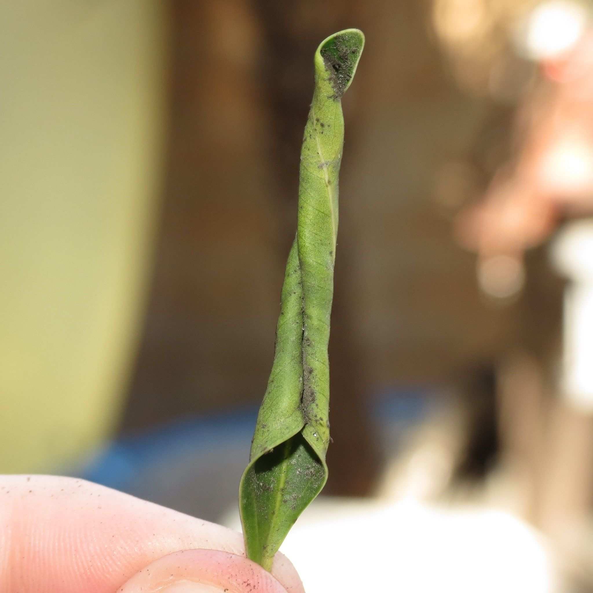 Trioza brevigenae