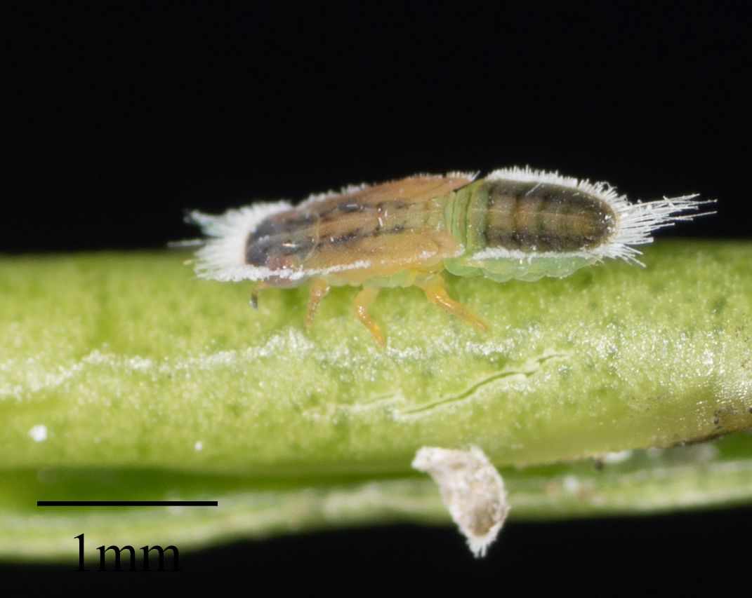 Trioza brevigenae