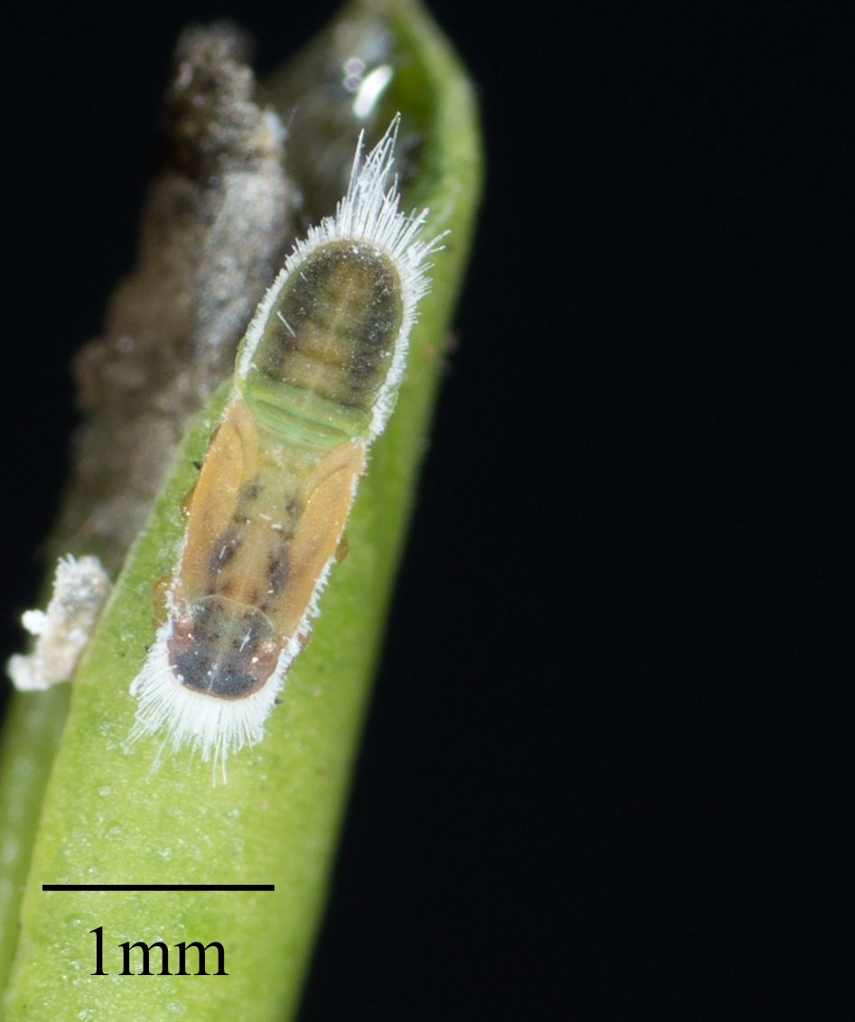 Trioza brevigenae