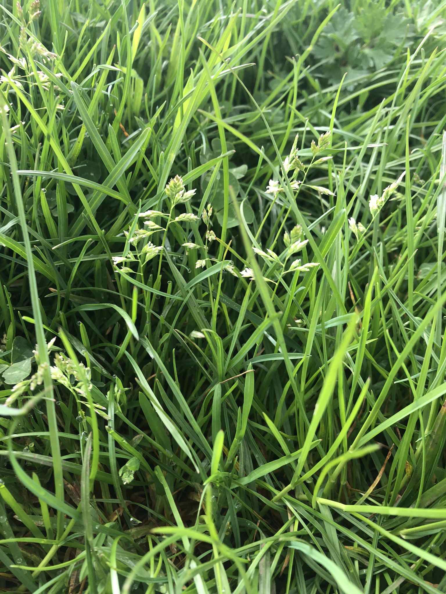 Poa annua