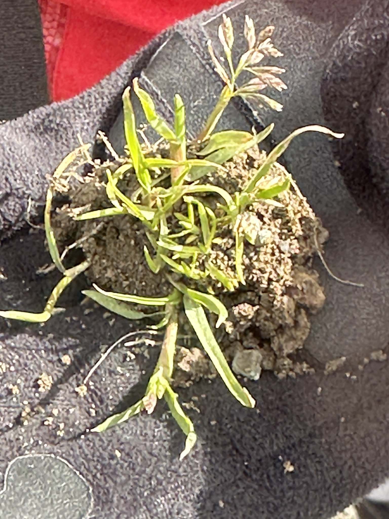 Poa annua